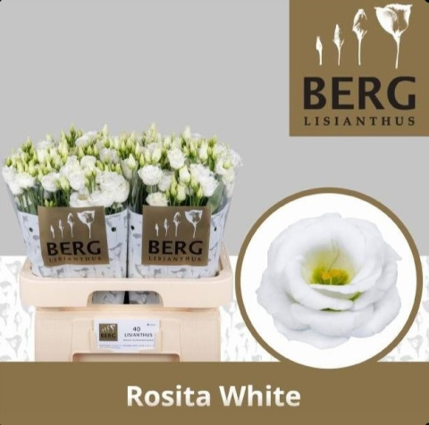 EUS G ROSITA WHITE XL 72cm - D