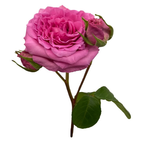 Ecuador - R Garden Amelily 50cm