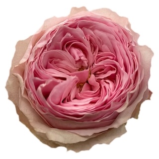 Ecuador - R Garden MANSFIELD PARK 50cm