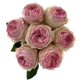 Ecuador - R Garden MANSFIELD PARK 50cm
