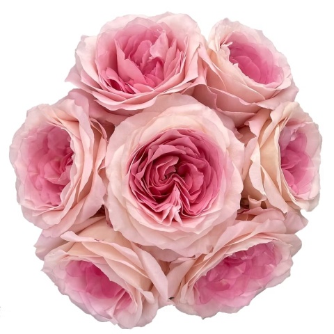 Ecuador - R GR Garden Mayra's Bridal Pink 50cm