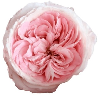 Ecuador - R GR Garden Mayra's Bridal Pink 50cm