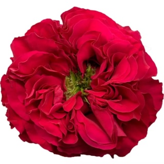 Ecuador - R Garden Mayra's Hot Pink 50cm
