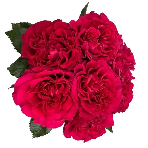 Ecuador - R Garden Mayra's Hot Pink 50cm