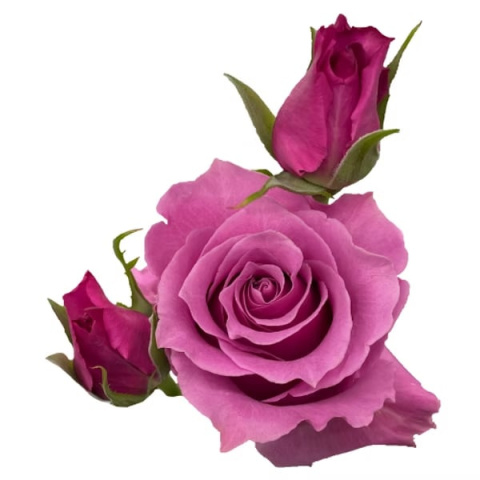 Ecuador - R Garden Gia 50cm