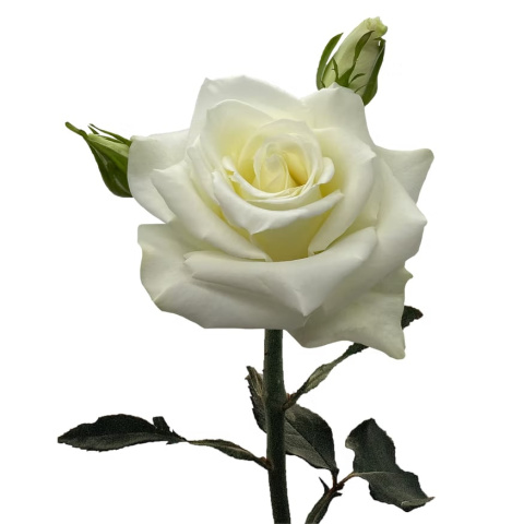 Ecuador - R Garden Manuela 50cm