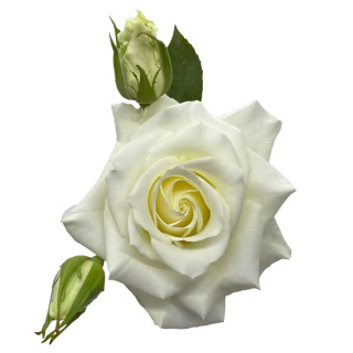 Ecuador - R Garden Manuela 50cm