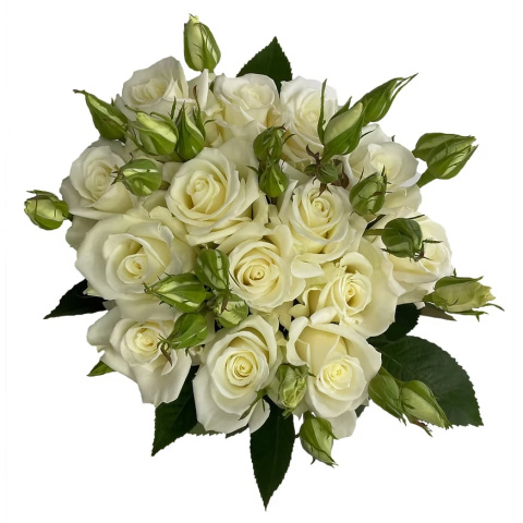 Ecuador - R Garden Manuela 50cm