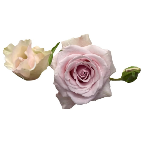 Ecuador - R Garden Maria Pia 50cm
