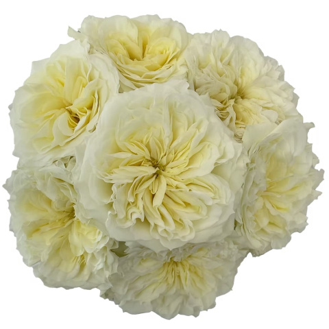Ecuador - R GR Garden Mayra's White 50cm