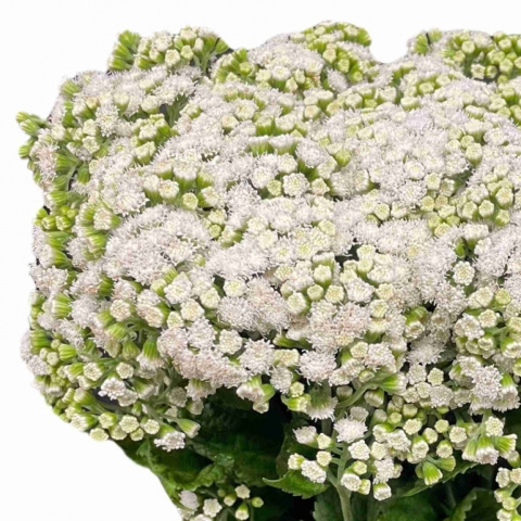 Eupat Ru Lucky Momen 60cm - D