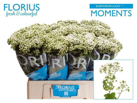 Eupat Ru Lucky Momen 60cm - D