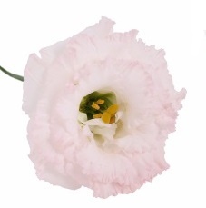 EUS G CHAC WED PINK 70cm - D