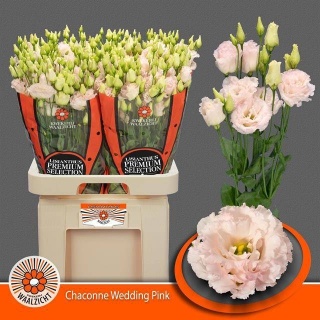 EUS G CHAC WED PINK 70cm - D