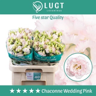 EUS G CHAC WEDDING PINK70cm - D