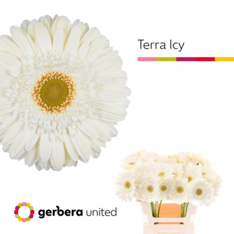 GE GR TER ICY 50cm - D