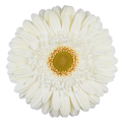 GE GR TER ICY 50cm - D
