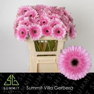 GE GR PRE-SEMMY 45cm