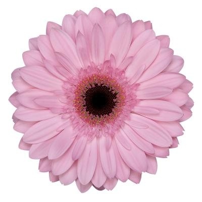 GE GR PRE-SEMMY 45cm
