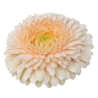GE MB G TERRA MAGA 50cm - D