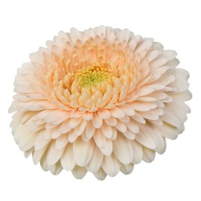 GE MB G TERRA MAGA 50cm - D