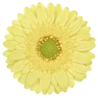 GE MI LEMON LIME 50cm - D