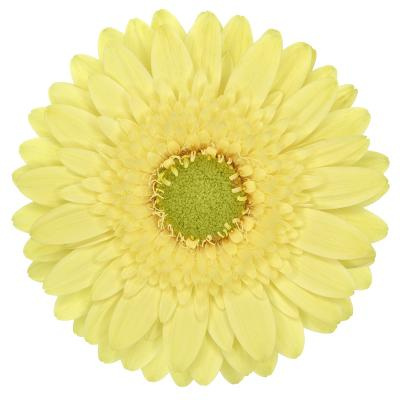 GE MI LEMON LIME 50cm - D