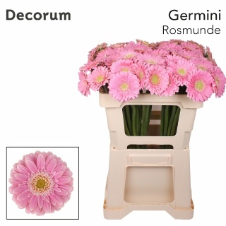 GE MI ROSAMUNDE 50cm - D