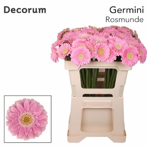 GE MI ROSAMUNDE 50cm - D