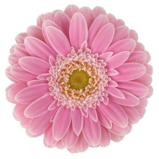 GE MI ROSAMUNDE 50cm - D