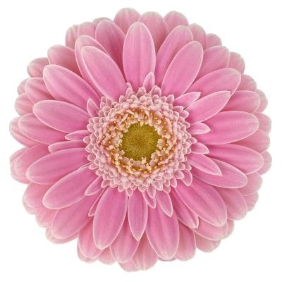 GE MI ROSAMUNDE 50cm - D
