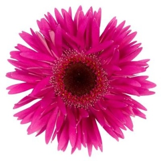 GE MS GERSP RISING STAR 50cm - D
