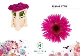 GE MS GERSP RISING STAR 50cm - D