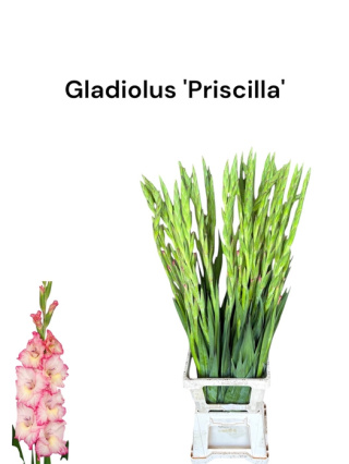 GLAD GR PRISCILLA 110cm - D