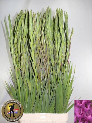 GLAD GR THALIA 120cm - D