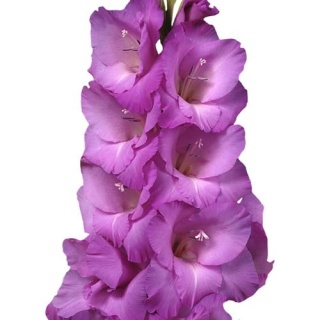 GLAD GR THALIA 120cm - D