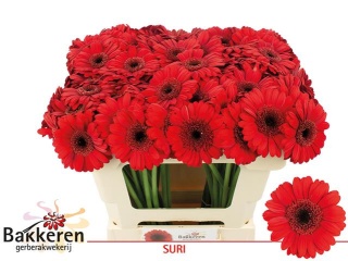 Ge Mi Suri 50cm - D