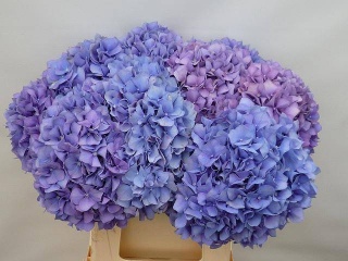 HYDR M CH PIMPERNEL 45cm/H24 - D