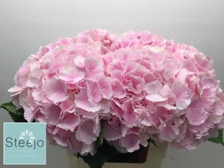 HYDR M CH VERENA 50cm/H18 -D