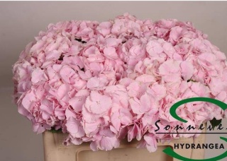 HYDR M CH VERENA 40cm/H17 -D