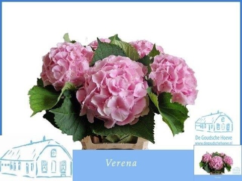 HYDR M CH VERENA 60cm/H18 - D