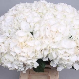 HYDR M CH WHI VERENA 60cm/H21 - D