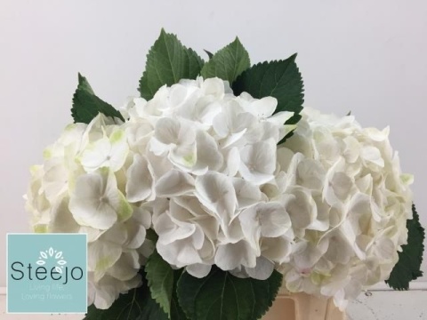 HYDR M CH WHI VERENA 60cm/H21 - D