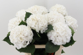 HYDR M CH WHITE VERENA 60cm/H18 - PROMO