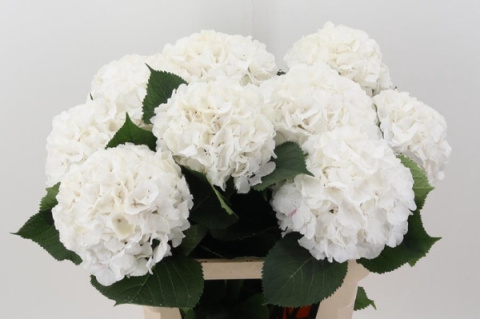 HYDR M CH WHITE VERENA 60cm/H18 - PROMO