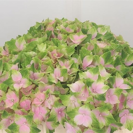 HYDR M NORAH 60cm/H18 - PROMO