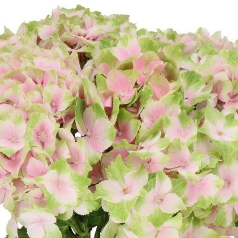 HYDR M NORAH 60cm/H18 - PROMO