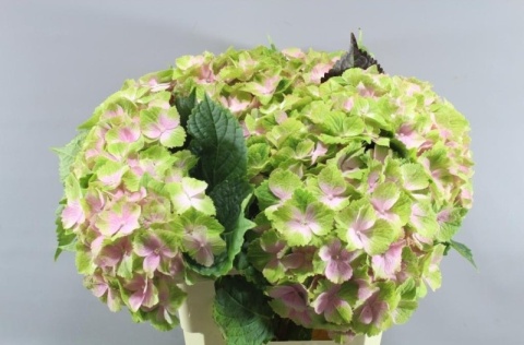 HYDR M NORAH 60cm/H18 - PROMO