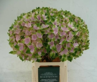 HYDR M NORAH 60cm/H18 - PROMO