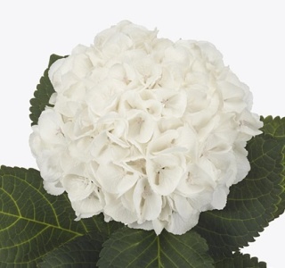 HYDR M ROYAL PRINCES 65cm - D